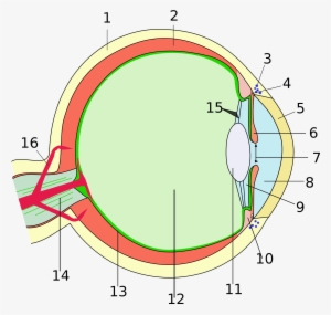 File Eye Scheme Mulitlingual - Aufbau Des Auges