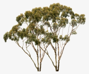 Thumb Image - Pond Pine