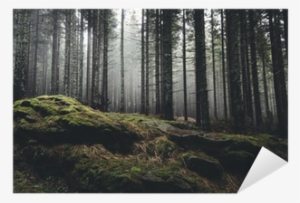 Wilderness Landscape Forest With Pine Trees And Moss