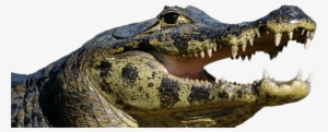 Caiman Open Mouth - Spectacled Caiman