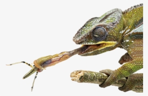 Facts About Chameleons Tongue Dk Find Out - Chameleon Tongue Close Up