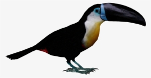 Channel-billed Toucan - Tycoon Bird