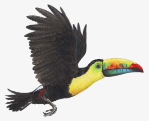 22- Bibliography - Toucan Bird Png