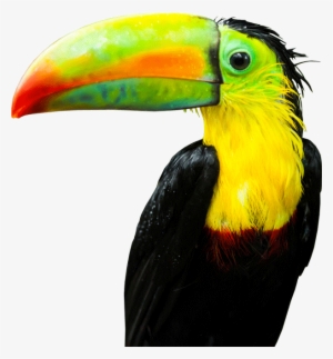 Tucan - Tucan Png