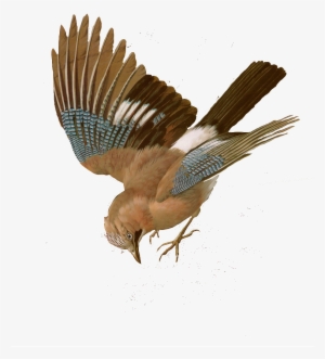 Free Bird Images And Paintings Birds Wildlife - Yellow Billed Cuckoo