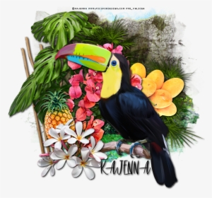 Sushi And Toucan With Free Snags - Sushi