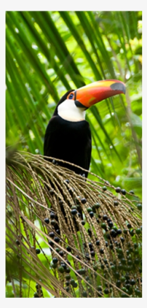 Iguasu Toucan Too - Toucan