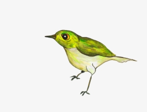 Red Eyed Vireo