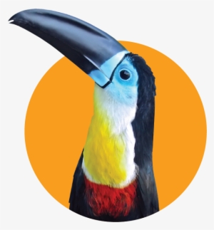 Toucan