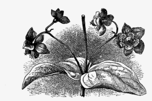Wildflower Image Tutsan - Design