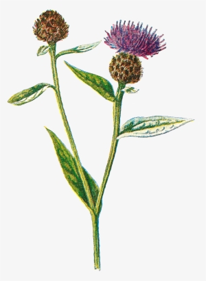 Digital Wildflower Artwork Drawings Downloads Png - Knapweeds