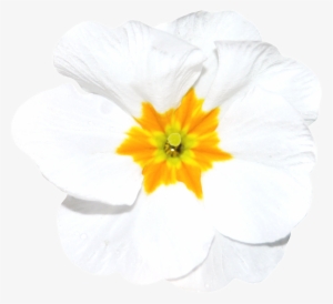 Hand Painted A White Flower Png Transparent - Portable Network Graphics