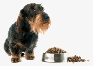 Home - Perros Salchicha De Pelo Duro