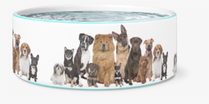 The 12 Dogs Bowl
