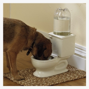 Dog Toilet Water Bowl - Toilet