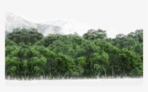 19 Mar 2018 - American Pitch Pine