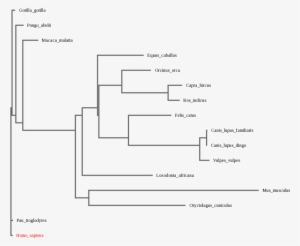 Árbol Filogenético Usando Los Ortólogos Anteriores - Diagram