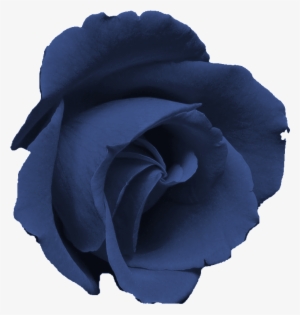 Blue Rose Clipart Transparent - Rosa Morada Flor Png