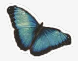 Camilacabello Camilizer Butterfly Camila Neverbethesame - Camila Cabello Butterfly