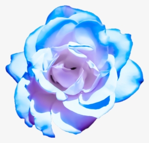 Bleed Area May Not Be Visible - Pink And Blue Transparent Flower