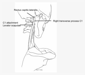 Cureus - Fiber Muscle Levator Scapulae