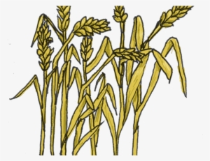 Grains Free On Dumielauxepices Net Plant - Padi Clipart