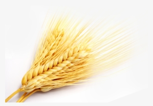Golden Wheat Ears