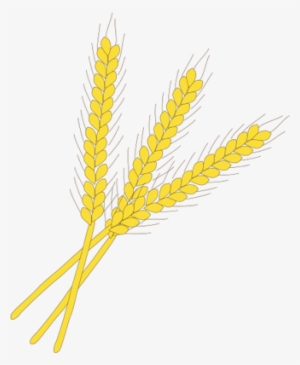 Wheat Png Images Free Download Index Of Symbolshuman - Wheat Plant Vector Png