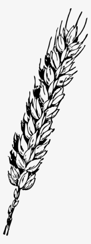 Wheat Clipart Padi