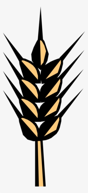 Vector Illustration Of Wheat Grain Of Cereal Grass - Statute
