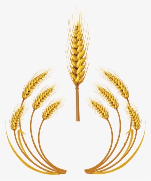 Wheat Png Images Free Download - Wheat
