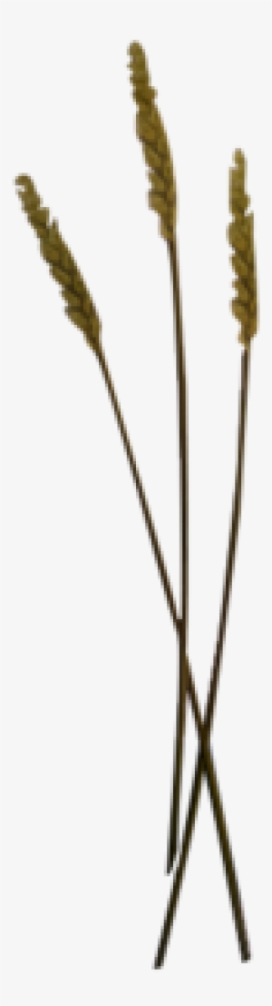 Wheat Stalk Vector Png Wheat Grain - Phragmites
