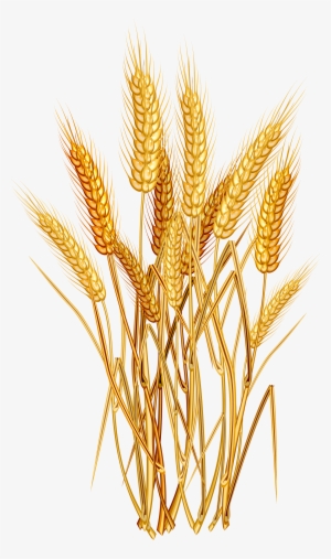 Wheat Euclidean Vector Clip Art - Wheat Png