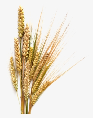 Royalty Free Sheaf Of Wheat Clip Art, Vector Images - Transparent Background Grains Png