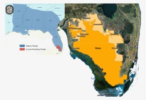 The Florida Panther - Atlas