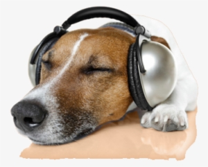 It's Extremely Common For Senior Dogs To Gradually - Dog Headphones