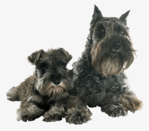 Once Any Congenital, Neurological Or Infectious Problem - Miniature Schnauzer
