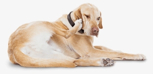 Atopic Dermatitis Can Be The Reason Your Itchy Dog - Itch