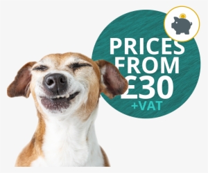 Save Money - Crazy Dog White Background
