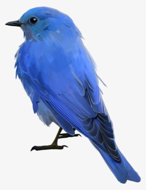 Bluebird - Mountain Bluebird