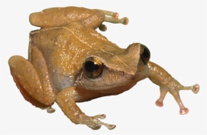 Tree Frog Clipart Coqui - Coqui Png