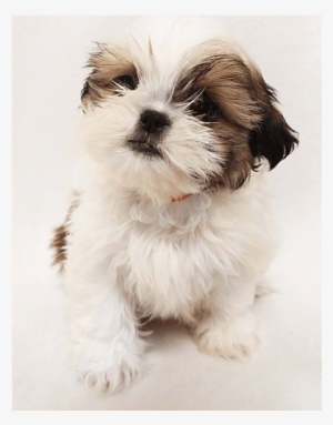 Shih Tzu Puppies For Sale In Ny - Shih Tzu Transparent