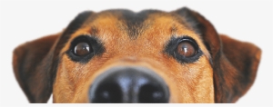 Premium Pet Supply - Dog Food Recipes, The Dogs Dinner: Home Made Food And