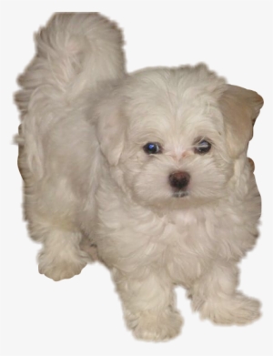 Clip Transparent Cute Doggo Dogs Sticker Freetoedit - Dog