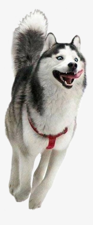 Dog Running In The Snow - Moon Moon Husky