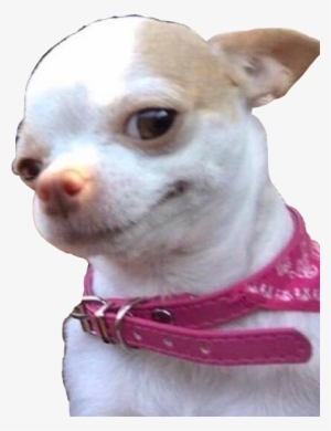 Smiling Chihuahua