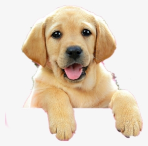 Castorland Jigsaw Puzzle - Lab Puppy In Pink Box (500