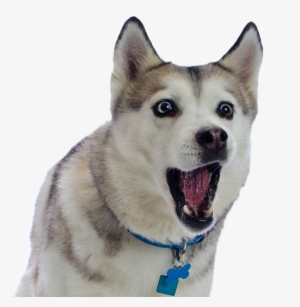 Husky Png Transparent File - Sakhalin Husky