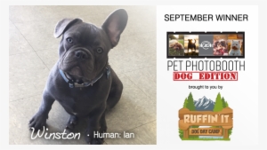 The Zone's Pet Photobooth - Here's Life Inner City