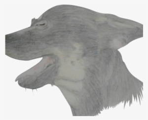 The Prettiest Doggo - Dog